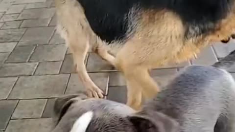 The two dog having fun water shower