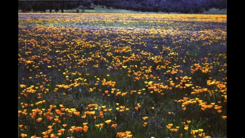 Poopies flowers