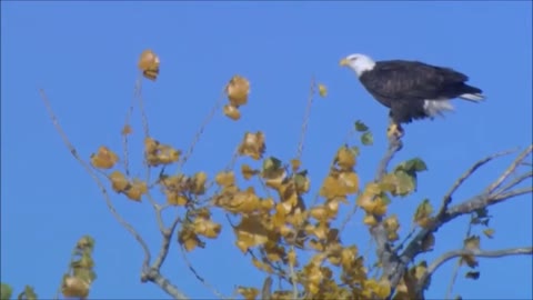 All About Bald Eagles for Kids: Animal Videos for Children - FreeSchool