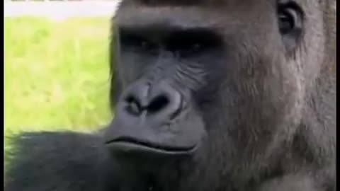 Talking Gorilla | The brilliant Gorilla - KOKO, friends with a kitten