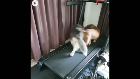 Funny Dogs on Treadmill