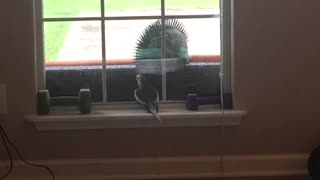 Tuko the cockatiel singing addams family - Ty The Hunter