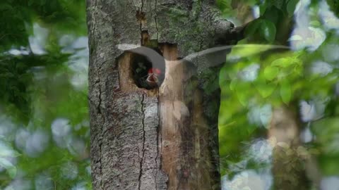 ☆☆☆Birds in their Good mood Part-1☆☆☆