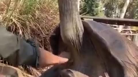 Meet Johnson, The Oldest Tortoise On The Earth