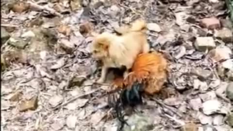 Chicken vs dog fight