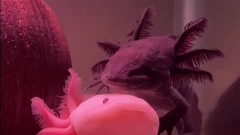 CUTE COUPLE OF AXOLOTLS