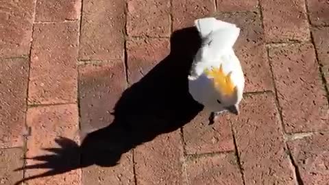 Cockatoo Imitates Cats and Dogs