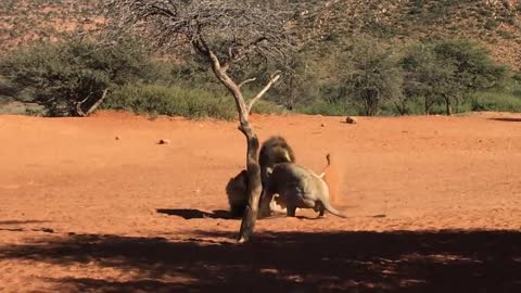 Intense fight between to Male lions at Tswalu.