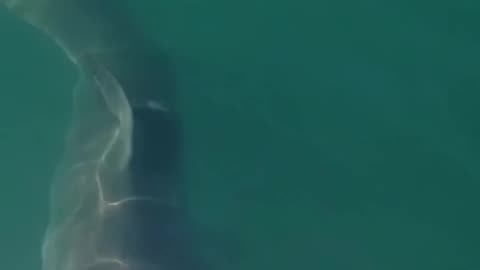 Great White Sharks Smashes Into Diving Cage swimming in a cage with great white sharks