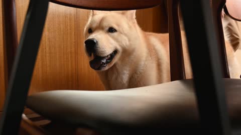 Dog looking under in the table