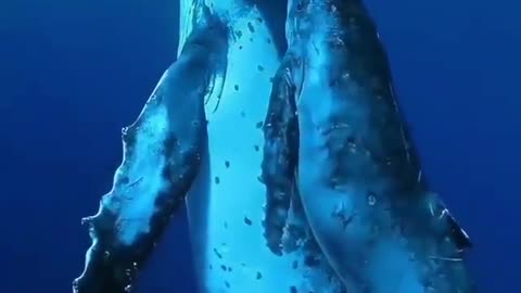 Mommy whale and her baby