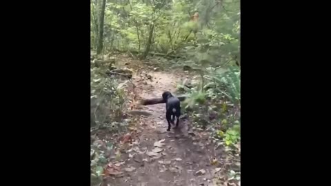 Dog carring wood log from forest.