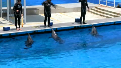 WORLD BEST DOLPHIN SHOW