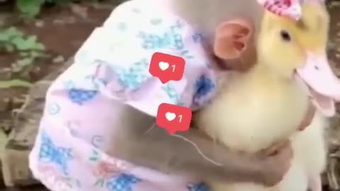 Monkey and duck's sweet friendship #shorts #shortsvideo #video #viral