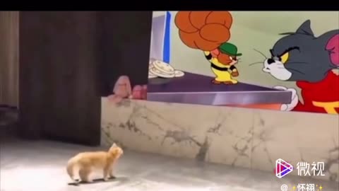 Cat watching Tom and jerry comedy cartoon