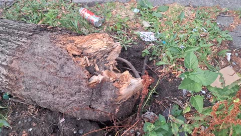 A tree knocked over from the crazy storm!