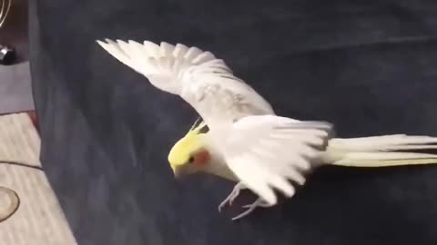 Cute bird whistling with love #cockatiel #cockatielsinging #cuteanimals #birds #cutebirds #funnypets