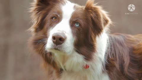 Beautiful colored eyes doge. Dog both eyes different colors just check out this video