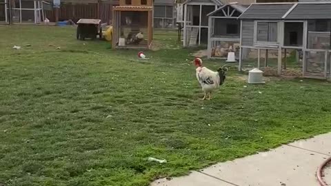 Chickens Come Running for Breakfast