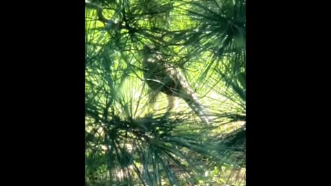 Cooper's Hawk Encounter