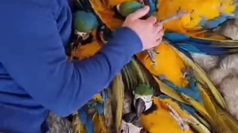 Amazing cute Macaw PArrots love - cute birds video