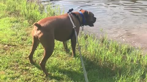 Boxer Dog Goes Leaping Crazy On Lake Swim