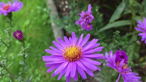 bee insect blossom nature animal honey bee