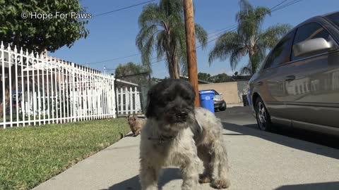 Senior dog with a GIANT tumor is dumped on the streets of L.A with her friend