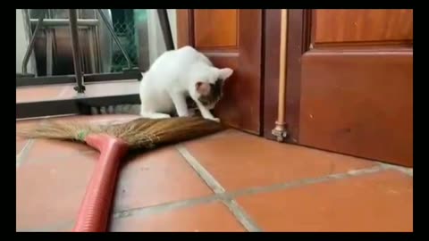 Funny cat