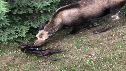 Mama Moose Gives Birth to Two Babies