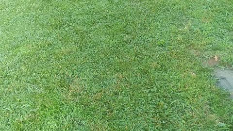 Newly Mowed "Fescue" Grass