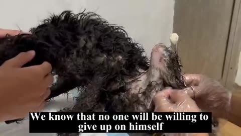 Stray dog who waited death in the rain burst into cry after being helped