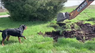 Fearless Rottweiler vs backhoe