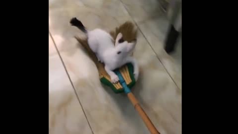 Funny cat magic broom video