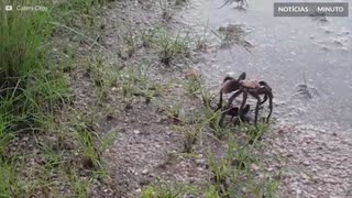 Tarântula tenta lutar contra vespa-caçadora