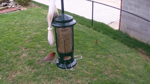 House Finch April 1, 2021