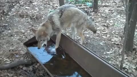 Coyote Gets Brain Freeze || Funny video || Funny Clip