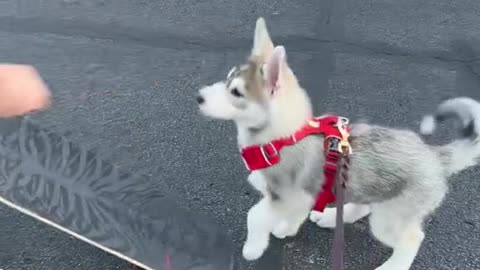 Teaching our HuskyPuppy to SkateboardDay 9