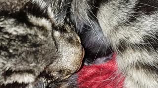 Mom cat snuggling with newborn kitten