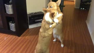 Corgi wrestling