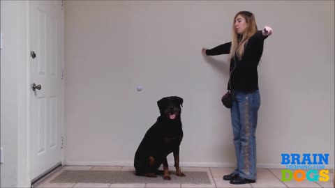 Brain Training for Dogs