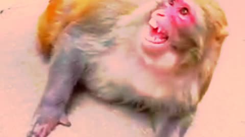 Monkey funny video 😁😃