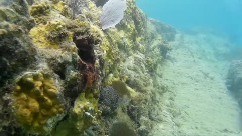 St. Kitts Snorkeling