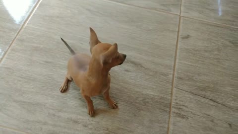 mini pinscher puppy 3 months