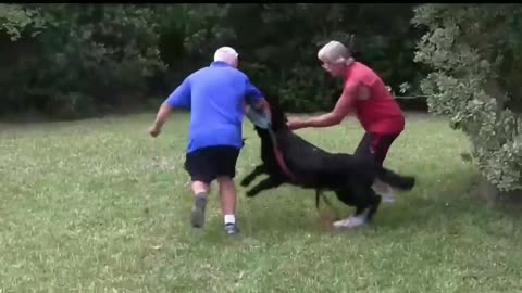 Dog Become Fully Aggressive With Few Traning Tips