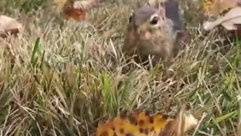 Dinky is faster then you #fyp #fast #hi #cute #chipmunk #dinky#Short