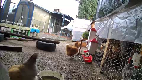 Time lapse 60mph wind gusts in Northern California from chicken run