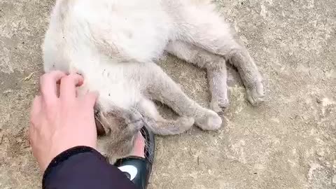 Siamese cat boiling the yard.