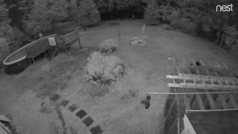 Bear steals my bird feeder