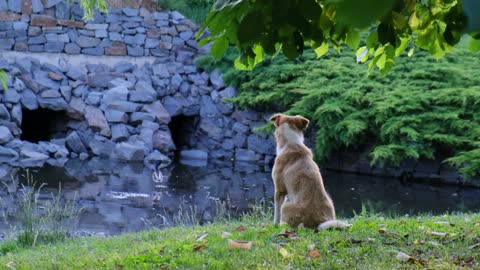 a dog sitting alone on the shore of the pond and watching what is happening